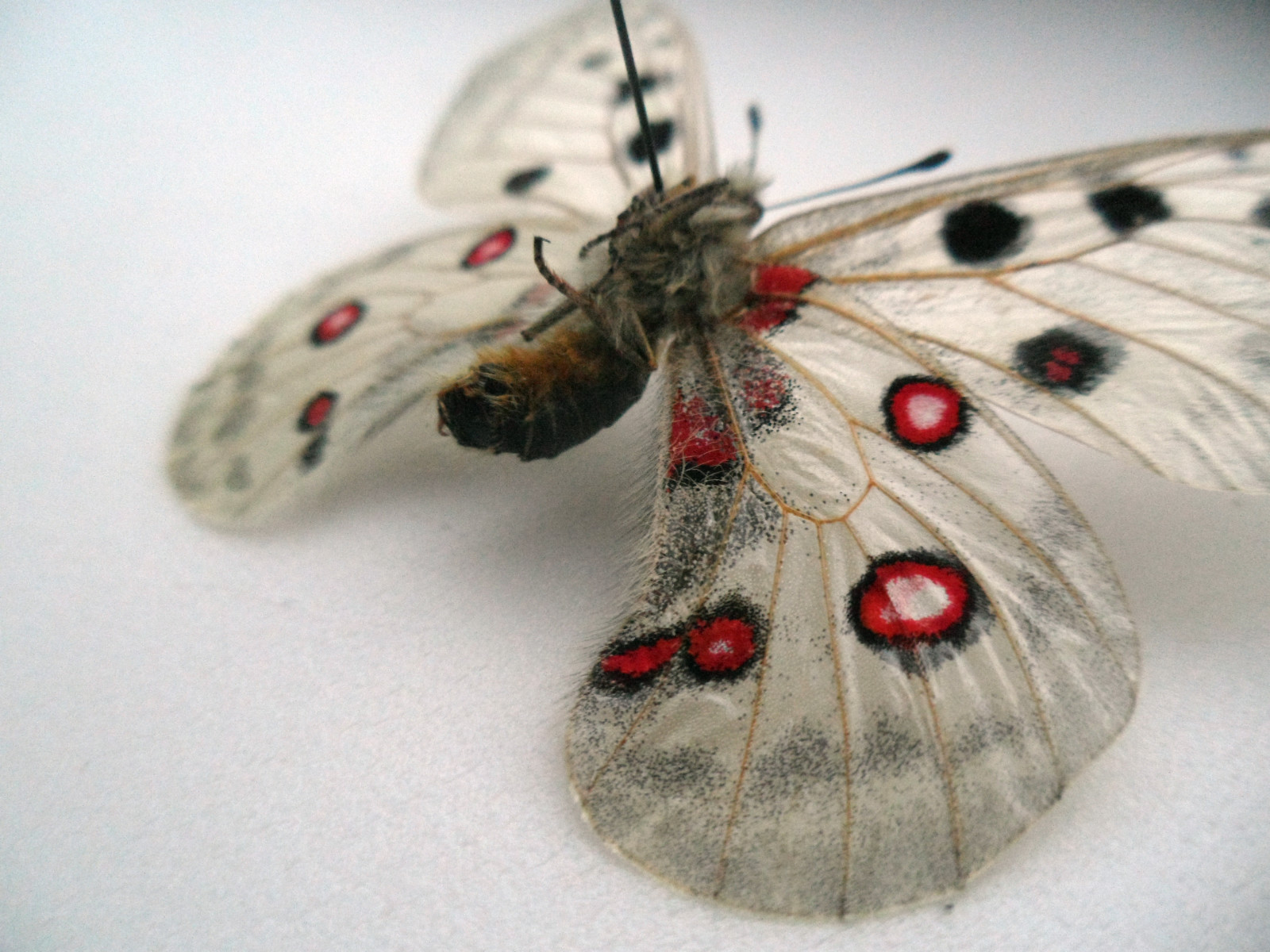PARNASSIUS APOLLO CARPATICUS BILATERAL GYNANDROMORPH SLOVAKIA 6 (Internet Image property of respective owner, non-commercial use only)